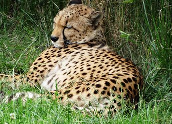 Gepard im Tierpark Herberstein (c) TVB Oststeiermark
